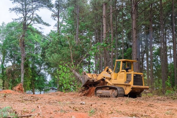 Forestry Clearing