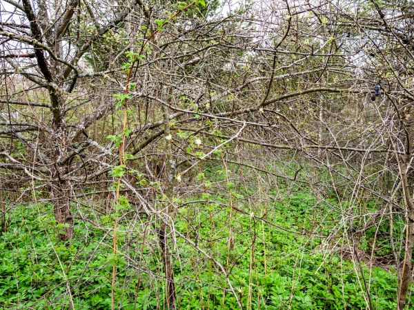 Cost of Underbrush Clearing in West Chester