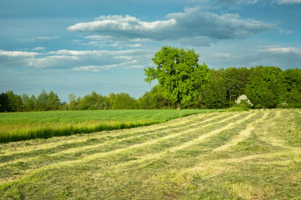 Cost of Vegetation Removal in West Chester