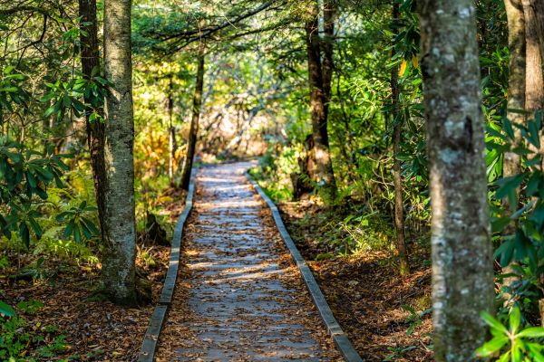 Cost of Trail Clearing in West Chester